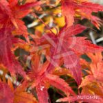 Acer Palmatum 'Stanley's Jewel' - Érable du Japon
