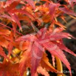 Acer Palmatum 'Stanley's Jewel' - Érable du Japon
