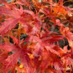 Acer Palmatum 'Stanley's Jewel' - Érable du Japon