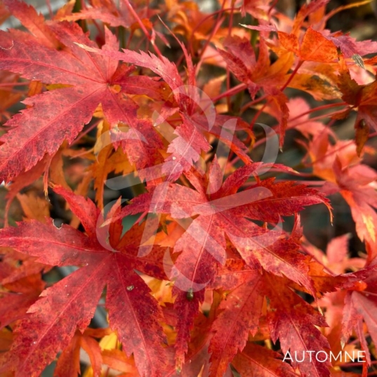 Acer Palmatum 'Stanley's Jewel' - Érable du Japon