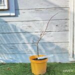 Acer Palmatum 'Stanley's Jewel' - Érable du Japon