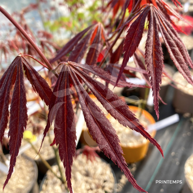 Acer palmatum 'Sumi-nagashi' – Érable du Japon