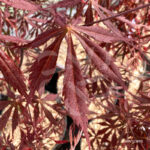 Acer palmatum 'Sumi-nagashi' – Érable du Japon