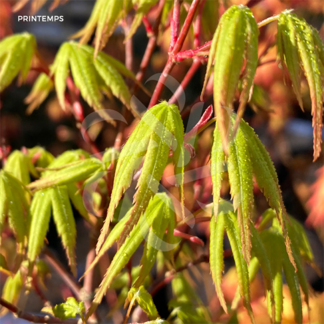 Acer palmatum 'Susan' - Érable du Japon