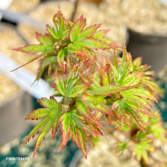 Acer palmatum 'Suzu Kaze' - Érable du Japon