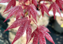 Acer palmatum 'Takao beni' - Érable du Japon