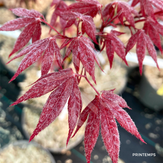 Acer palmatum 'Takao beni' - Érable du Japon