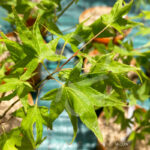 Acer palmatum 'Tendo' - Érable du Japon