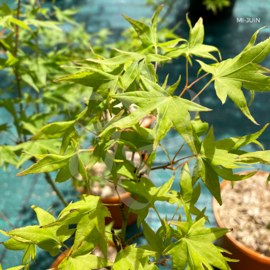 Acer palmatum 'Tendo' - Érable du Japon