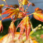 Acer palmatum 'Tendo' - Érable du Japon