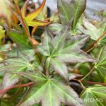 Acer palmatum 'Tendo' - Érable du Japon