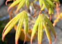 Acer palmatum 'Unebi' - Érable du Japon