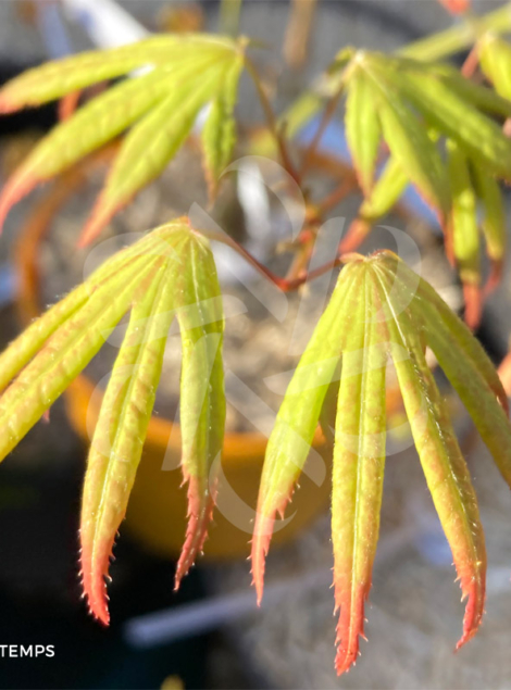 Acer palmatum 'Unebi' - Érable du Japon