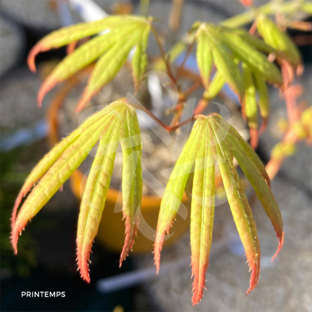 Acer palmatum 'Unebi' - Érable du Japon