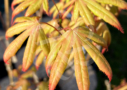 Acer palmatum 'Unebi' - Érable du Japon