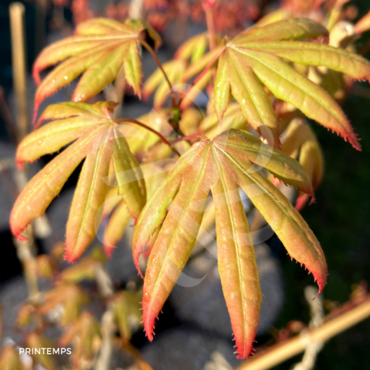 Acer palmatum 'Unebi' - Érable du Japon