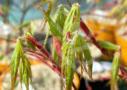 Acer palmatum 'V Corbin' - Érable du Japon