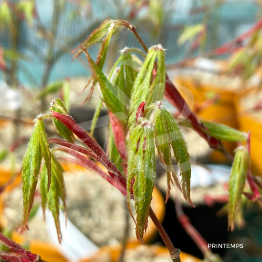 Acer palmatum 'V Corbin' - Érable du Japon