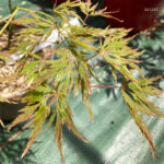 Acer Palmatum 'Waterfall' - Érable du Japon