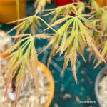 Acer Palmatum 'Waterfall' - Érable du Japon