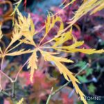 Acer Palmatum 'Waterfall' - Érable du Japon