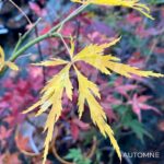 Acer Palmatum 'Waterfall' - Érable du Japon