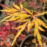 Acer Palmatum 'Waterfall' - Érable du Japon