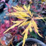 Acer Palmatum 'Waterfall' - Érable du Japon
