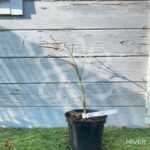 Acer Palmatum 'Waterfall' - Érable du Japon