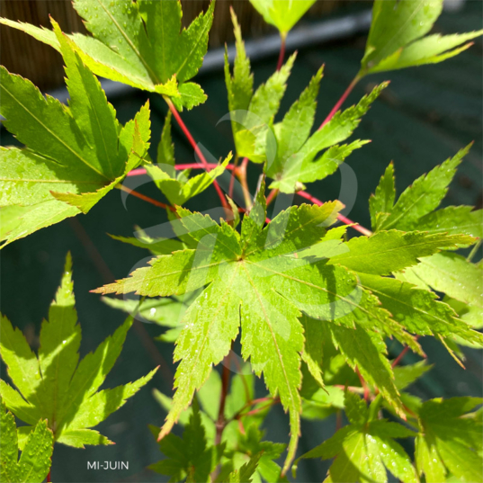 Acer palmatum 'Werners Pagoda' - Érable du Japon