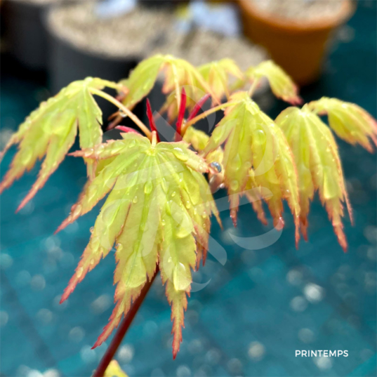 Acer palmatum 'Werners Pagoda' - Érable du Japon