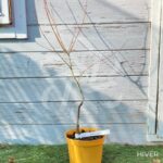 Acer palmatum 'Werners Pagoda' - Érable du Japon