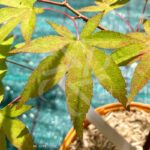 Acer palmatum 'Westonbirt Orange' - Érable du Japon