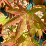 Acer palmatum 'Westonbirt Orange' - Érable du Japon