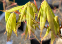 Acer palmatum 'Westonbirt Orange' - Érable du Japon