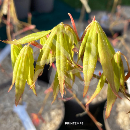 Acer palmatum 'Westonbirt Orange' - Érable du Japon