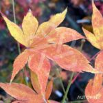 Acer palmatum 'Westonbirt Orange' - Érable du Japon