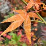 Acer palmatum 'Westonbirt Orange' - Érable du Japon