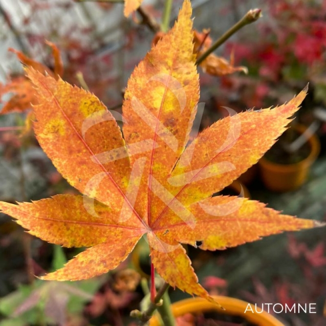 Acer palmatum 'Westonbirt Orange' - Érable du Japon