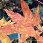 Acer palmatum 'Westonbirt Orange' - Érable du Japon