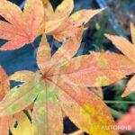 Acer palmatum 'Westonbirt Orange' - Érable du Japon