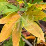 Acer palmatum 'Westonbirt Orange' - Érable du Japon