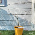 Acer palmatum 'Westonbirt Orange' - Érable du Japon