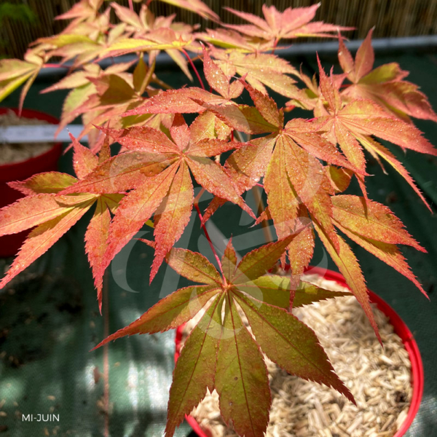 Acer palmatum 'Westonbirt Red' - Érable du Japon