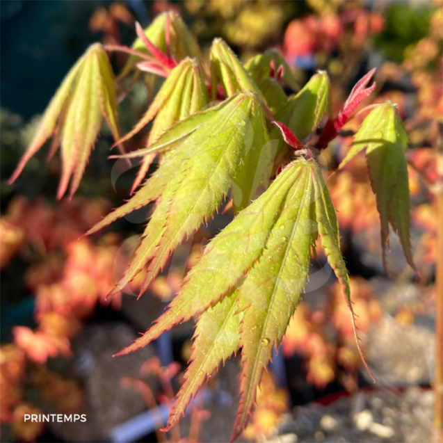 Acer palmatum 'Westonbirt Red' - Érable du Japon