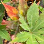Acer palmatum 'Westonbirt Red' - Érable du Japon