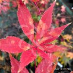 Acer palmatum 'Westonbirt Red' - Érable du Japon
