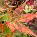 Acer palmatum 'Westonbirt Red' - Érable du Japon