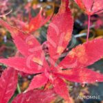 Acer palmatum 'Westonbirt Red' - Érable du Japon