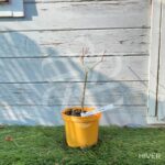 Acer palmatum 'Westonbirt Red' - Érable du Japon
